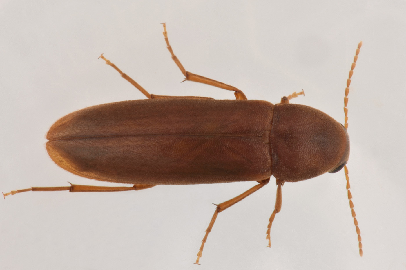 Melandryidae: Phloiotrya tenuis